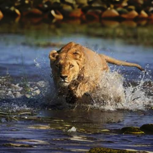 Al Ain Zoo - Al Ain Zoo - General Admission Tickets Without Transfers