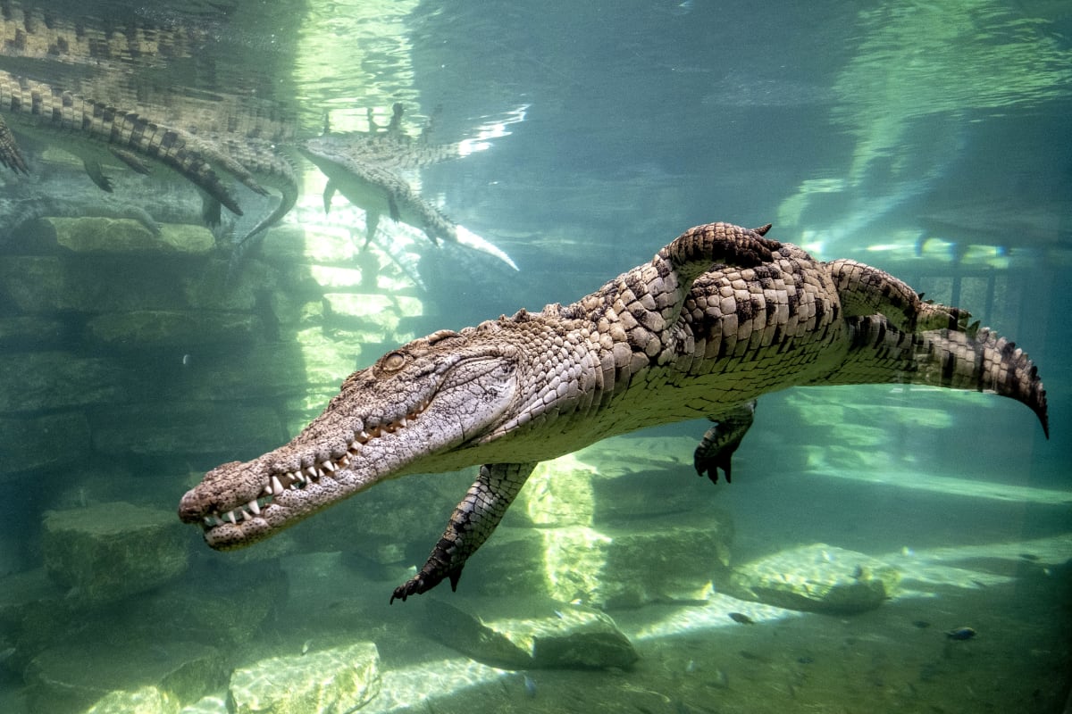 Dubai Crocodile Park 2026 Guide: What to See, Do & Experience