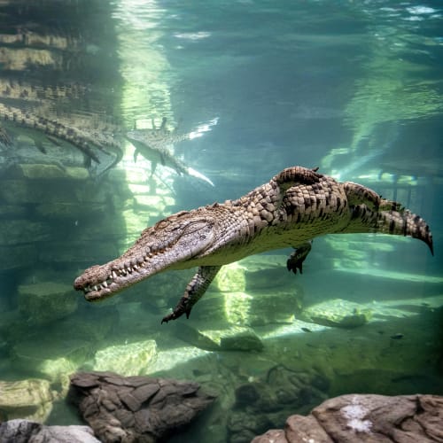 Dubai Crocodile Park - Crocodile Park Entry Ticket Without Transfers