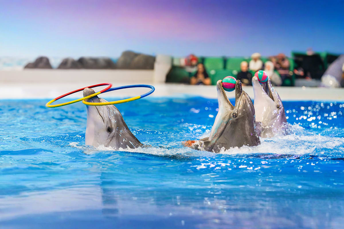 Dubai Dolphinarium
