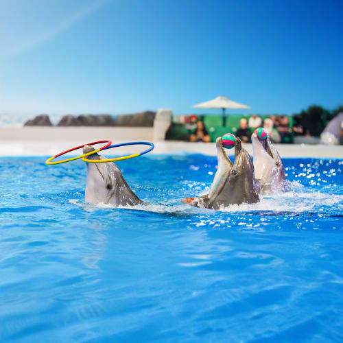 Dubai Dolphinarium Open Dated Tickets - Dolphin & Seal Show Regular Open dated Tickets Sharing Transfers