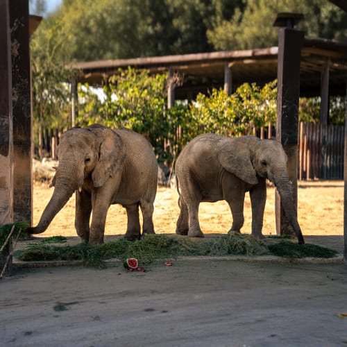 https://d2cazmkfw8kdtj.cloudfront.net/Tour-Images/Final/Dubai-Safari-Park-5109/1759834072945_S.jpg