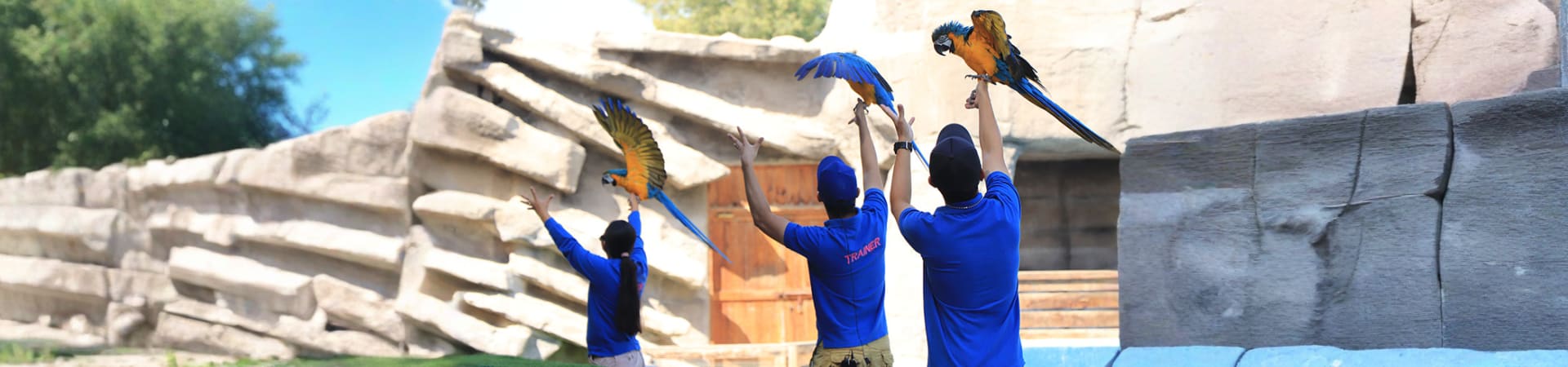 birds-Show-img