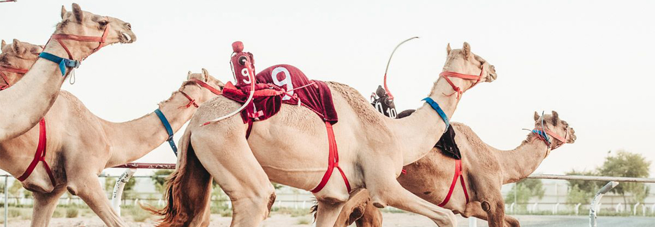 camelbanner