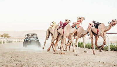 camelfarmfront