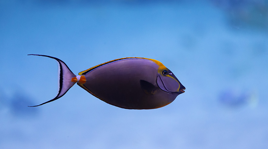 Fish-.AB