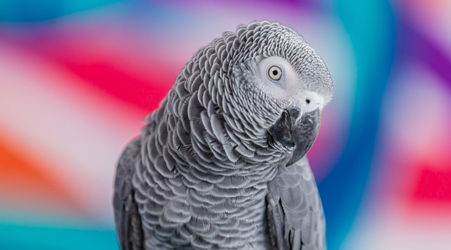 Grey_African_Parrot