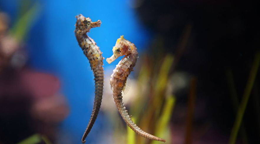 Seahorses