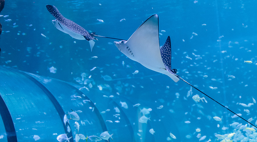 Shark_BUT